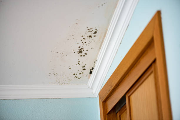 Best Fast Mold Removal  in West Park, FL