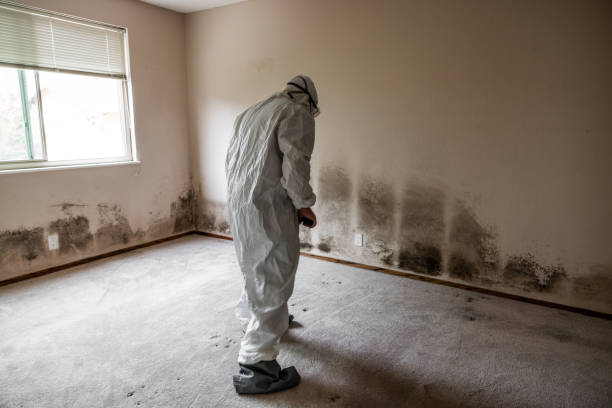 Best Attic Mold Removal  in West Park, FL
